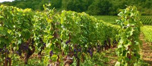 vineyard-france.jpg -