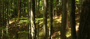 foeret.jpg -