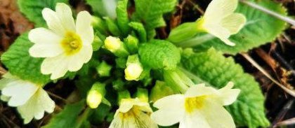 compressee1-448x500-site.jpg -