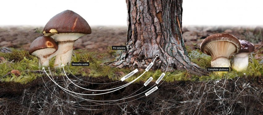 visuel-alliances-hd-cmyk-1800x982-site.jpg -